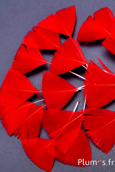 Petali in piume - 6-8 cm x 3-4 cm - rosso